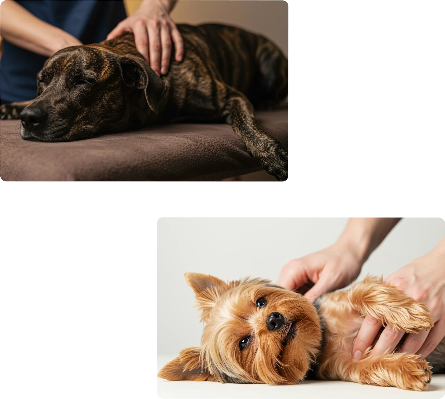 リラックスする大型犬