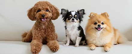 ワンちゃんたち